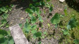 rps20170617_122026